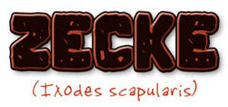 Zecke