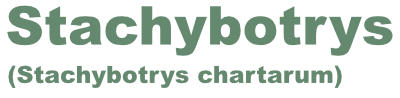 Stachybotrys